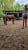 Annonce cheval