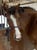 Horse ad