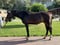 Horse ad
