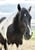 Horse ad