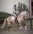 Annuncio cavallo