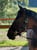 Horse ad