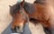 Horse ad