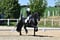 Annonce cheval