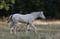 Horse ad