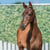Horse ad