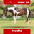 Annuncio cavallo