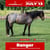 Annuncio cavallo