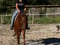 Annuncio cavallo