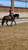 Horse ad