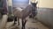 Horse ad