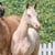 Horse ad