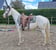 Annuncio cavallo