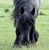 Annuncio cavallo