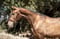 Horse ad