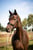 Annuncio cavallo
