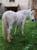 Horse ad