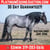 Horse ad