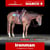 Horse ad