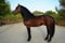 Horse ad