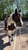 Horse ad