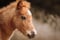 Horse ad