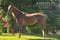 Horse ad