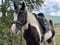 Horse ad