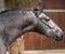 Annuncio cavallo