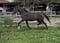 Horse ad