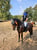Horse ad