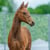 Horse ad