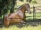 Horse ad