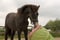 Horse ad