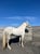 Annonce cheval