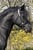 Horse ad