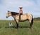 Horse ad