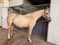 Horse ad