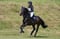 Horse ad
