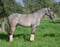 Annuncio cavallo