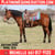 Annuncio cavallo