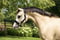 Annuncio cavallo