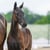 Horse ad