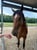 Horse ad