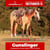 Paardadvertentie