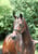Horse ad