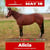 Anuncio de caballos