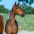 Annuncio cavallo
