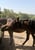 Annuncio cavallo