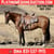 Horse ad